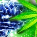 Pregnonolone treatment for marijuana addiction