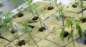 Legal Marijuana in California—What Does it Mean for Australians?