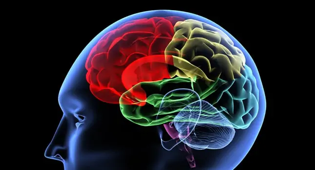 How different drugs affect the brain?